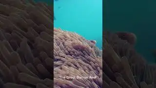 Discover Australia&rsquo;s Great Barrier Reef 🌊🐠 | Snorkeling & Marine Life Paradise