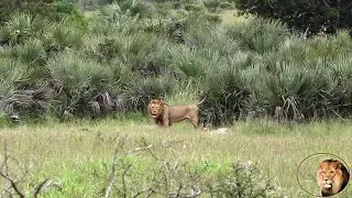 Did The Mayambula Male Lions Take Over The Sweni Mega Lion Pride?