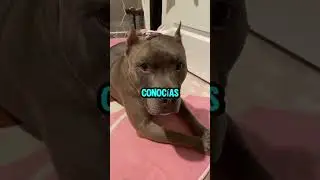 Compilacion de shorts de mi canal de facebook y youtube #animals #animales 