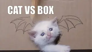 Cat vs box challenge