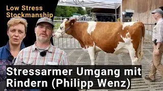 Stressfreier Umgang mit Rindern - Philipp Wenz zeigt die Methode 