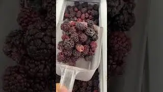 How to collect yummy fresh organic frozen blackberries fruit step by step...