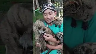 peternak musang pandan #musanglover #musangmozaik #musangbonding #musangrase #musangbulan #shorts