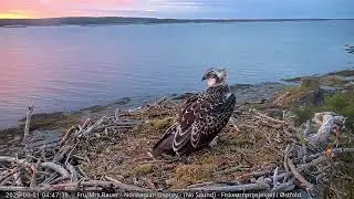 Fru Rauer - 12 Hours in fast forward - The life of Ospreys #fiske&oslash;rn #ospreynest #mrsrauer