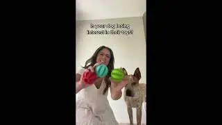 Interactive Dog Treat Ball - Elevate your pup's playtime with our Dogs Ball Interactive Toy #pettoys
