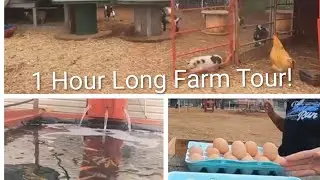 One Acre Homestead Tour! My Brother Grows Koi Fish, Chickens, Goat +more on this Beautiful Mini Farm