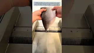Automated Fish Fillet Processing.