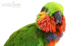 An Edward&rsquo;s fig parrot (Cyclopsitta edwardsii) at Loro Parque Fundacion.
