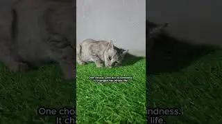 i found her#animalrescue #cat #straycat