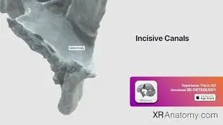 Incisive Canals of Maxilla