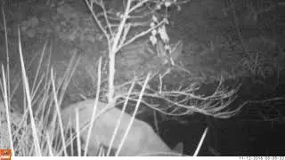 Foxes by the pond edge