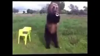 Bear Dance Show ( Ayı'nın Dans Şovu )