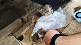 Во время поездки под проливным дождём, мы услышали мяуканье из машины...