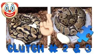 2019 Clutch #2 & 3