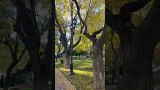 Beautiful autumn 🍂 in Odessa #odesa #song #tranquilscene #october