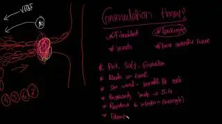 [BN] Granulation Tissue- Definition, Component, Formation | Pathology | Pathology Short Video