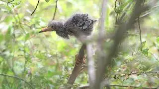 Green Heron chick 4K 20250618