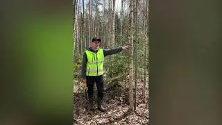 Unohdin taimikonhoidon - mitä teen?