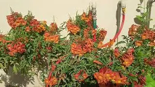 How to get Maximum Bloom in Tecoma Plant With KK Home Gardening, Tecoma Plant important growing tips