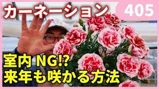カーネーションもう枯らしません‼ カーネーションの育て方  by 園芸チャンネル 園芸 ガーデニング 初心者