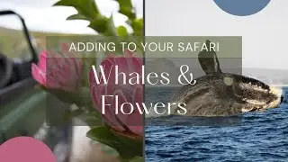 𝐀𝐝𝐝𝐢𝐧𝐠 𝐖𝐡𝐚𝐥𝐞𝐬 & 𝐅𝐥𝐨𝐰𝐞𝐫𝐬 𝐭𝐨 𝐲𝐨𝐮𝐫 𝐒𝐚𝐟𝐚𝐫𝐢