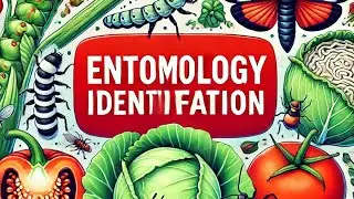 ENT 422 #identification(Vegetable fruit pests)