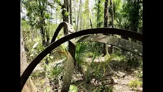 Early 20th Century Logging Wagon Remains in The Green Swamp Wilderness Preserve