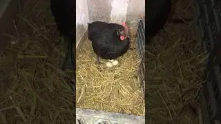 Australorp Haritage Laying Egg 🪺 #eggfarming #chickenfarm #youtubeshorts #viralshorts #hen #shorts