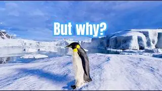 nihilist penguin meme - Mountain Penguin in 360&deg; Video | VR | ( But Why? Penguin meme )