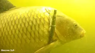 подводная охота на сазана на реке Днепр.Spearfishing carp.