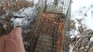  M&ouml;ss tv&aring; envetna rackare t&auml;nkte flytta in