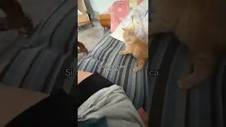 AI Cat or Real Kitten? You Decide! 😻💕 #foryou #trending #catlovers #shorts #kitten #cute