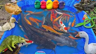 Menangkap ikan hias dikolam, ikan lele besar, ikan koi, ikan cupang, ikan mas, bebek, ayam lucu
