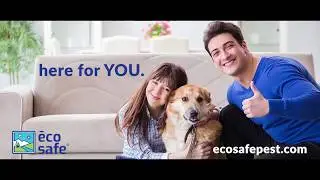 Eco-Safe Pest Control is here for you. Dallas and Fort Worth Pest Control