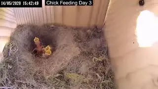 Great Tit Nestbox Full Timelapse 2020