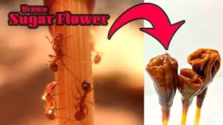 Sugar Flower vs Fire Ants | AntsCambodia 21