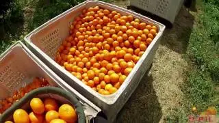 2PH Mandarins