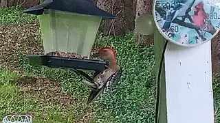 Evening of Bird watching in New York!