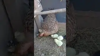 pollitos cariocos cogote pelado