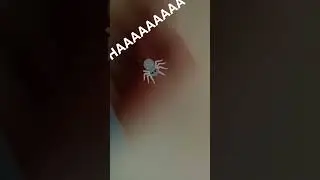 #funny #spider #jokes #funnyshorts #cute