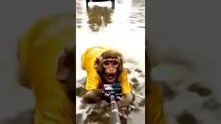 #money #monetization Ai Monkey mara Pala vlog sab sa Pala