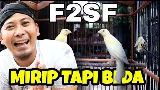 SIMAK YA BOS..!! Inilah Perbedaan Kenari F1SF VS F2SF