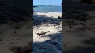 #16   Manuel Antonio, Cascada Verde