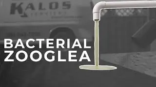 Bacterial Zooglea in 3D: Why Your AC Drain Keeps Clogging