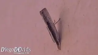 Snout Moth Crambini sp (Ditrysia - Pyraloidea - Crambidae)
