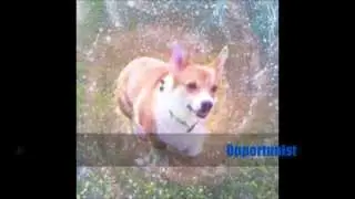 Computer Music All-stars - Opportunist