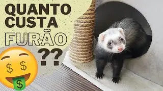 QUANTO CUSTA TER UM FURÃO?? Todos os preços envolvidos e quanto dinheiro vai gastar com o seu furão!