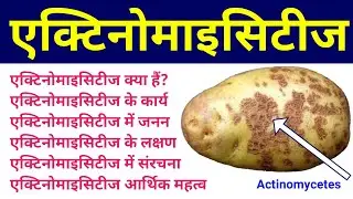 एक्टीनोमाइसीट्स | actinomycetes in hindi | actinomycetes microbiology | examples, structure, diagram