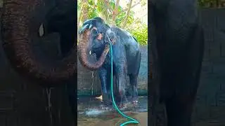 elephant bathing #shorts