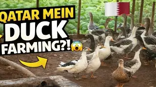 Qatar Mein Ducks 🦆 Farming | Kya Qatar Mein Batakh Palna Possible Hai? | Farming Reality